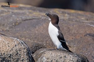 Razorbill