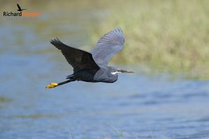 Western Reef Heron