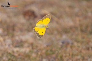 Clouded Yellow