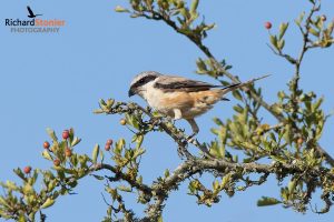 Long Tailed Shrike