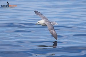 Northern Fulmar