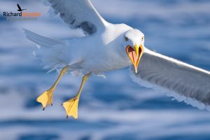 Lesser Black Backed Gull
