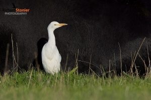 Western Cattle Egret
