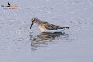 Curlew Sandpiper
