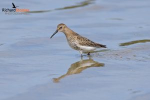 Dunlin