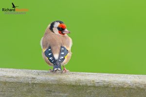 European Goldfinch
