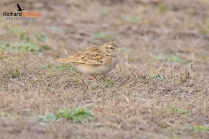 Greater Short Toed Lark