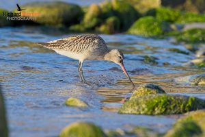 Bar Tailed Godwit