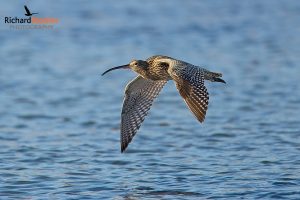 Eurasian Curlew