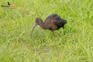 Glossy Ibis