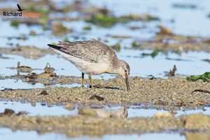 Red Knot