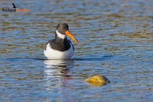 Eurasian Oystercatcher