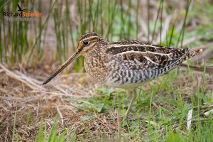 Wilsons Snipe